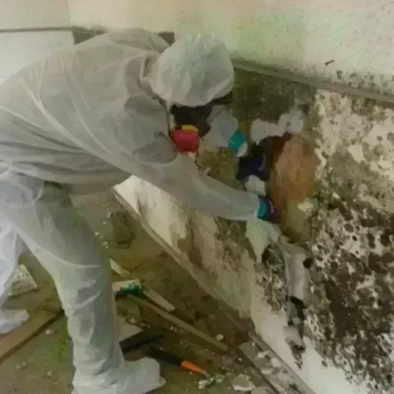 Mold Remediation and Removal in Lavaca, AR